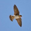 Cave Swallow